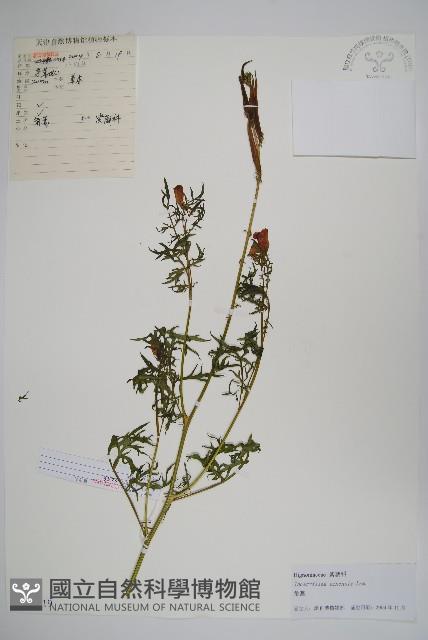 角蒿藏品圖，第1張