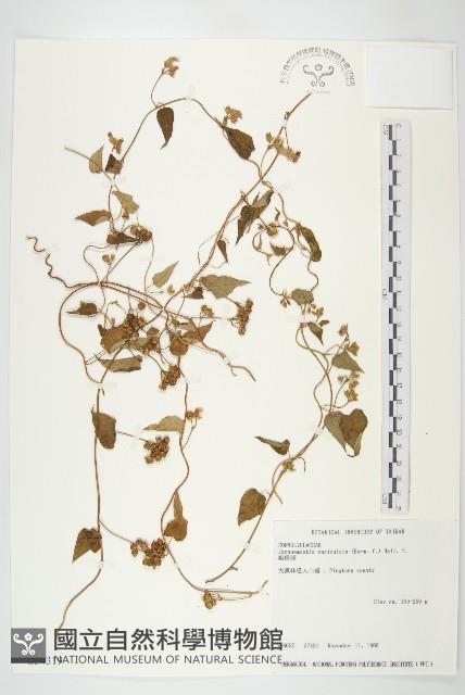 娥房藤藏品圖，第1張