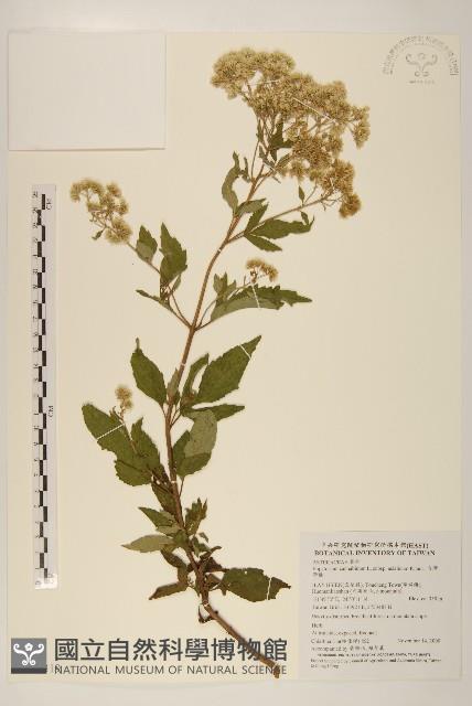 台灣澤蘭藏品圖，第1張