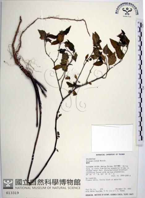 光果龍葵藏品圖，第1張