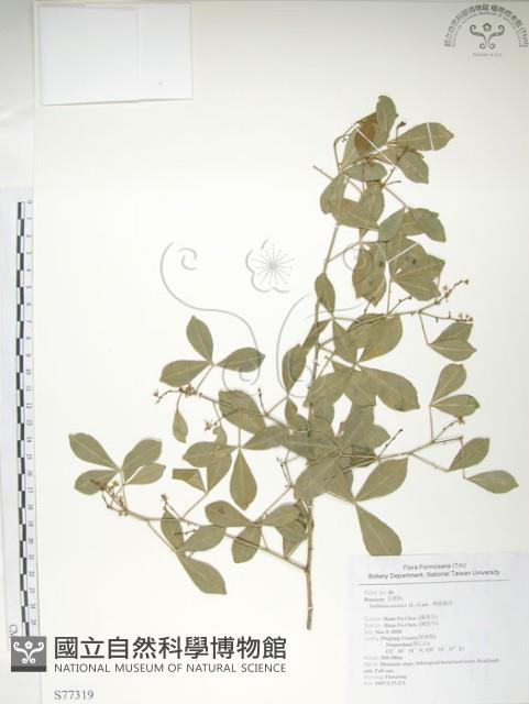 飛龍掌血藏品圖，第1張