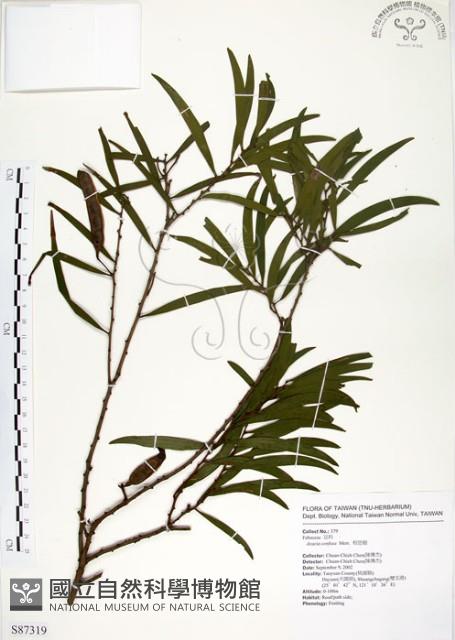 相思樹藏品圖，第1張