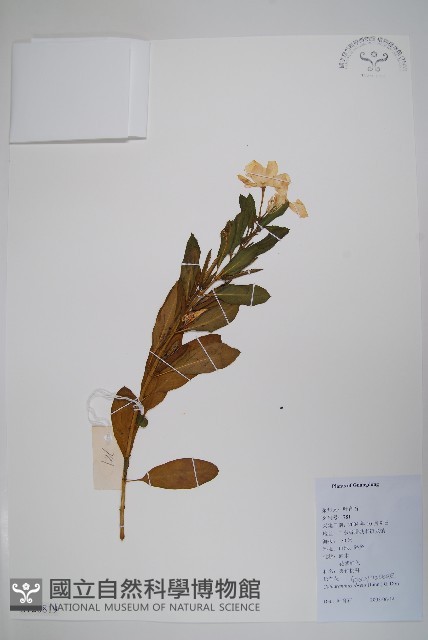 長春花藏品圖，第1張