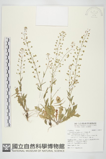 薺藏品圖，第1張