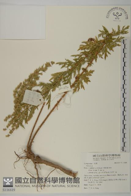 登錄號:S116819藏品圖，第1張