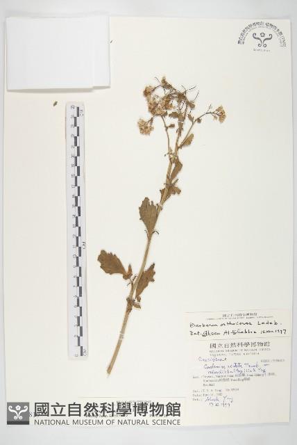 山芥菜藏品圖，第1張