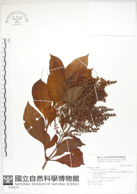 呂宋水錦樹藏品圖，第1張