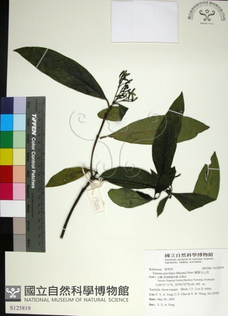 薄葉玉心花藏品圖，第1張