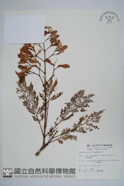 藍花楹藏品圖，第1張