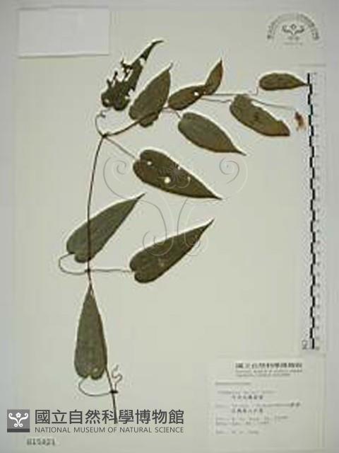 亨利氏鐵線蓮藏品圖，第1張