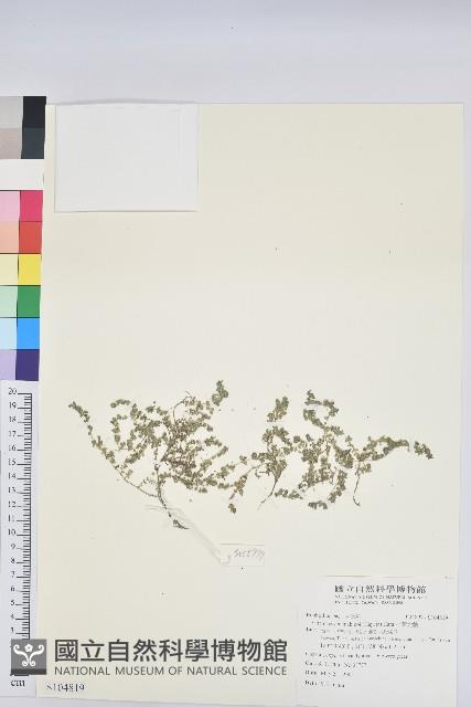 小葉大戟藏品圖，第1張