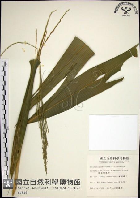 棕葉狗尾草藏品圖，第1張