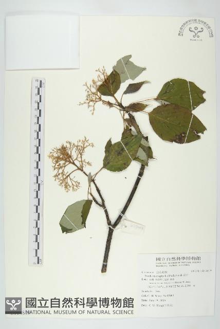 梜木藏品圖，第1張