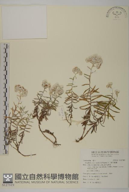 玉山抱莖籟簫藏品圖，第1張