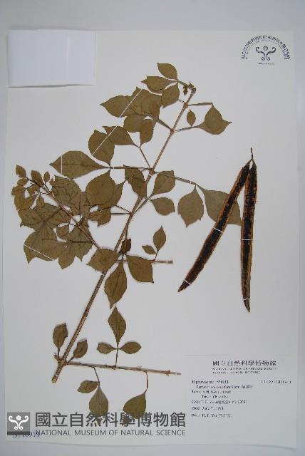 蠟燭木藏品圖，第1張