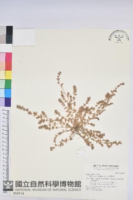 千根草藏品圖，第1張