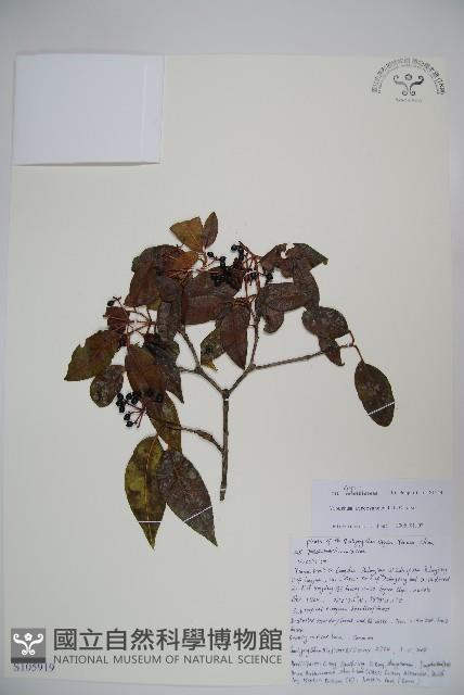 藍黑果莢迷藏品圖，第1張