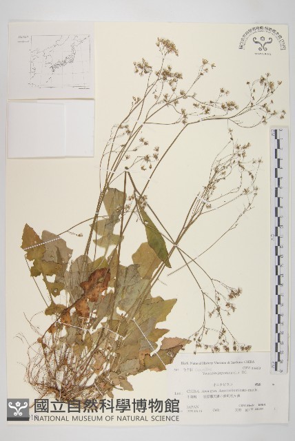 黃鵪菜藏品圖，第1張