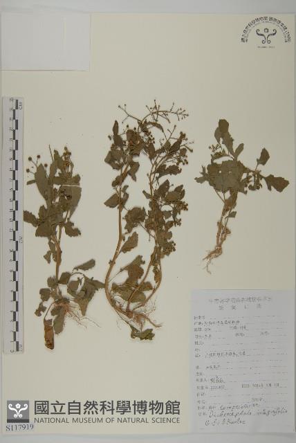 茯苓菜藏品圖，第1張