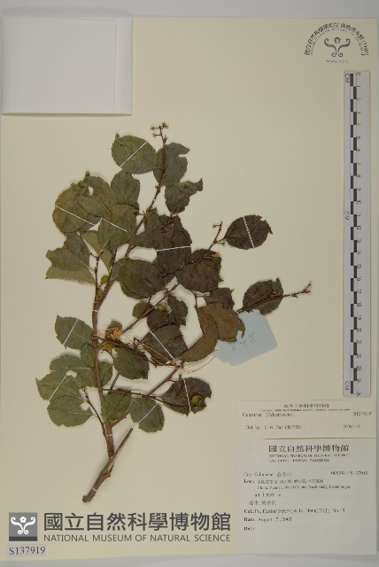 登錄號:S137919藏品圖，第1張