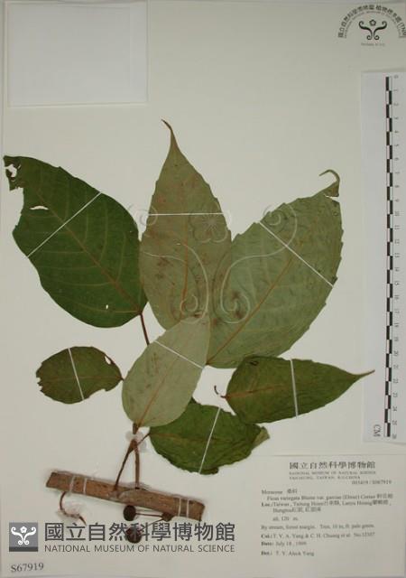 幹花榕藏品圖，第1張