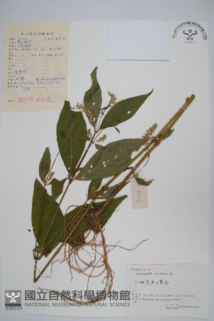 牛膝藏品圖，第1張