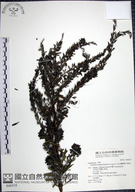 鐵掃帚、千里光藏品圖，第1張