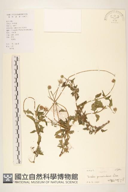 長柄菊藏品圖，第1張