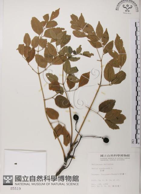 楝、苦楝藏品圖，第1張