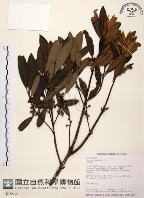 大明橘藏品圖，第1張