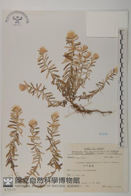 抱莖籟簫藏品圖，第1張