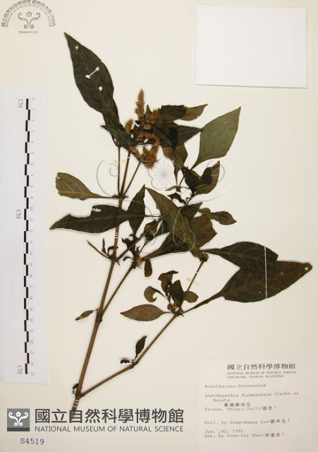 臺灣鱗球花藏品圖，第1張