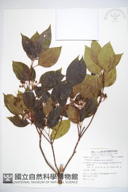 高山莢迷藏品圖，第1張