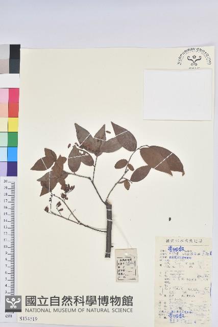 米飯花藏品圖，第1張