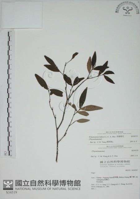 披針葉蕘花藏品圖，第1張