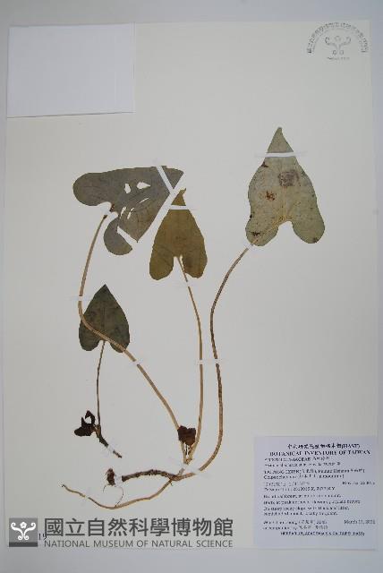 白斑細辛藏品圖，第1張