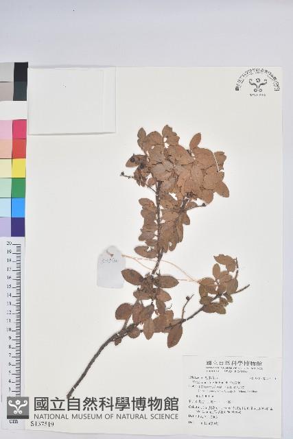 老鴉炮藏品圖，第1張