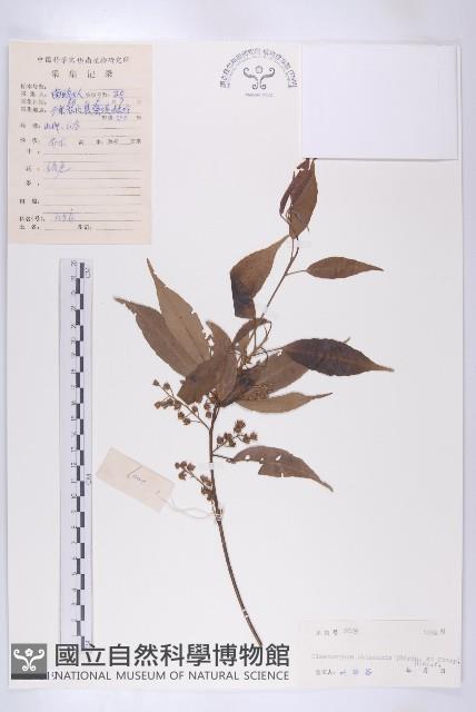 華杜英藏品圖，第1張