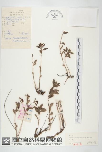 北景天藏品圖，第1張