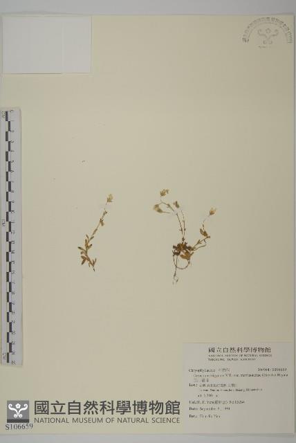 玉山卷耳藏品圖，第1張