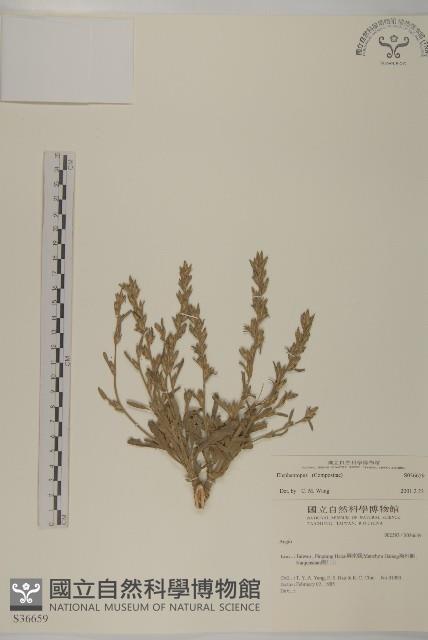 登錄號:S036659藏品圖，第1張