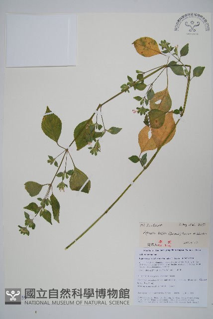 三花槍刀菜藏品圖，第1張