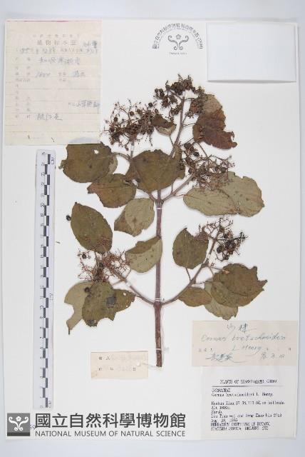 沙棶藏品圖，第1張