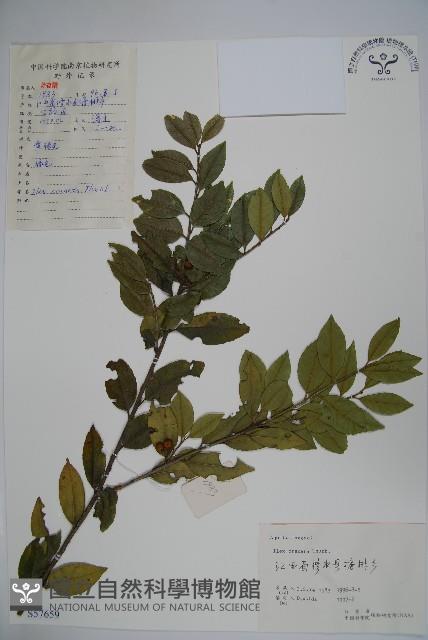 假黃楊藏品圖，第1張