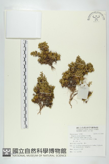 紅花岩梅藏品圖，第1張