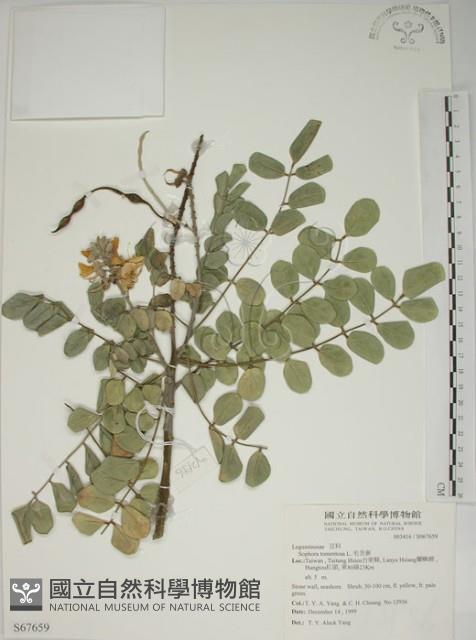 毛苦參藏品圖，第1張