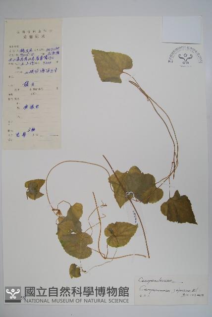 大花金錢豹藏品圖，第1張