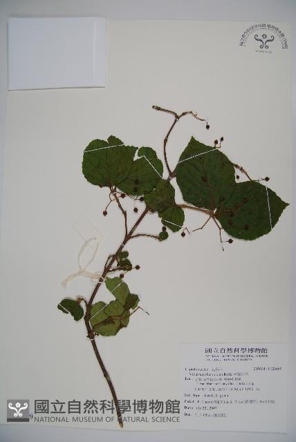 呂宋莢迷藏品圖，第1張