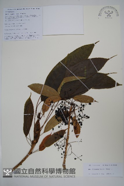 長梗常春木藏品圖，第1張