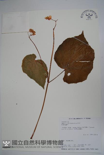 溪頭秋海棠藏品圖，第1張